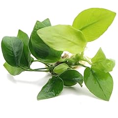 K2aqua anubias gold for sale  Delivered anywhere in UK