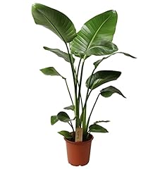 Plant box strelitzia usato  Spedito ovunque in Italia 