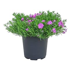 Live phlox pinkish for sale  Delivered anywhere in USA 