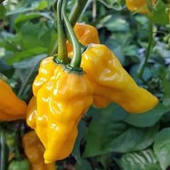 Giallo semi naga usato  Spedito ovunque in Italia 