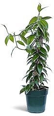 Live vanilla orchid for sale  Delivered anywhere in USA 
