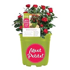 Knockout rose petite for sale  Delivered anywhere in USA 