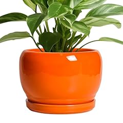 Sqowl ceramic pot for sale  Delivered anywhere in USA 
