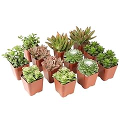 Altman plants live for sale  Delivered anywhere in USA 
