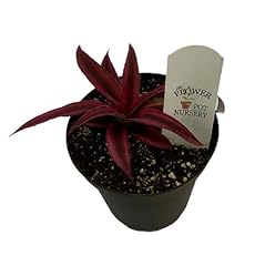 Flowerpotnursery earth star for sale  Delivered anywhere in USA 
