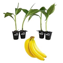 Margarita banana tree for sale  Delivered anywhere in USA 