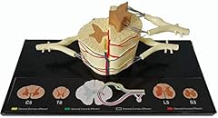 Lehrmodell tieranatomisches mo gebraucht kaufen  Wird an jeden Ort in Deutschland