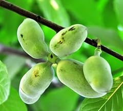 Paw paw tree for sale  Delivered anywhere in USA 