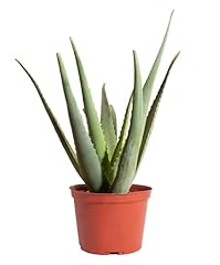 Generic aloe vera for sale  Delivered anywhere in USA 