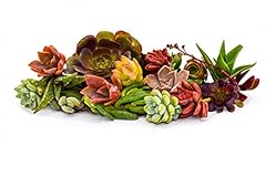 Live succulent cuttings for sale  Delivered anywhere in USA 