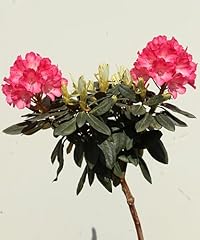 Rhododendron yakushimanum fant gebraucht kaufen  Wird an jeden Ort in Deutschland