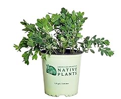 American beauties native for sale  Delivered anywhere in USA 