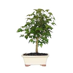 Kentis bonsai acero usato  Spedito ovunque in Italia 