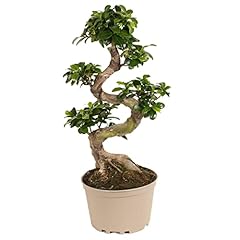 Plant box ficus d'occasion  Livré partout en France