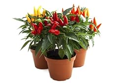 Chilli plants plug for sale  Delivered anywhere in UK