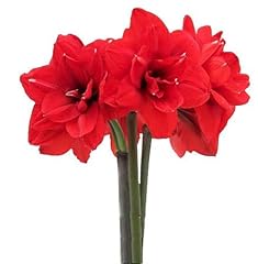 Double king amaryllis for sale  Delivered anywhere in USA 