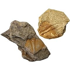 Tehaux fossile trilobite usato  Spedito ovunque in Italia 