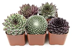 Sempervivum succulents plants for sale  Delivered anywhere in USA 