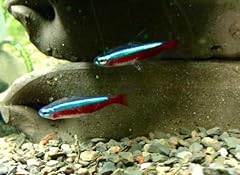 Pack cardinal tetra for sale  Delivered anywhere in USA 