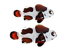 Mocha storm ocellaris for sale  Delivered anywhere in USA 