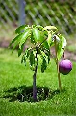 Grafted mango tree for sale  Delivered anywhere in USA 