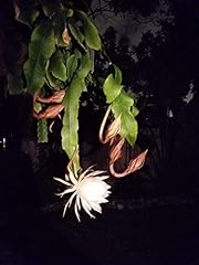 Pcs cuttings queen for sale  Delivered anywhere in USA 
