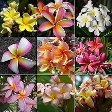 Heirloom samen plumeria gebraucht kaufen  Wird an jeden Ort in Deutschland