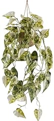 Syngonium podophyllum albo gebraucht kaufen  Wird an jeden Ort in Deutschland