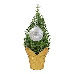 Live aromatic christmas for sale  Delivered anywhere in USA 