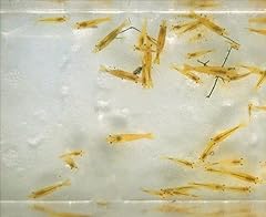 Yellow shrimp for sale  Delivered anywhere in USA 