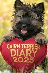 Cairn terrier dog for sale  Delivered anywhere in UK