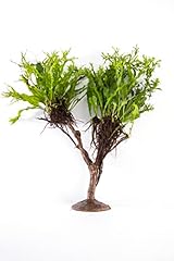 Lincolnshire pond plants for sale  Delivered anywhere in UK