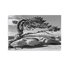 Ansel adams tree for sale  Delivered anywhere in USA 