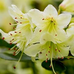 Dwarf rhododendron shamrock for sale  Delivered anywhere in UK