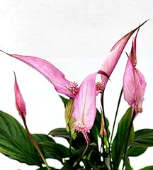 Powers flowers spatifillo usato  Spedito ovunque in Italia 