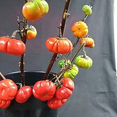 Chuxay garden solanum for sale  Delivered anywhere in USA 