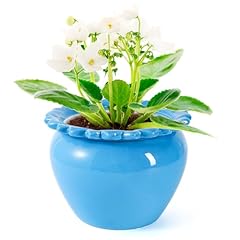 Tbpro african violet for sale  Delivered anywhere in USA 