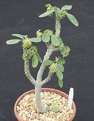 Dorstenia 10.341 bonsai d'occasion  Livré partout en France