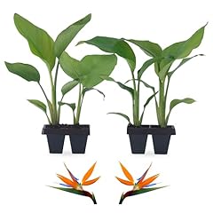 Bird paradise plants for sale  Delivered anywhere in USA 
