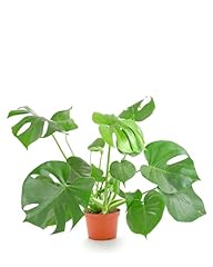 Shop succulents monstera for sale  Delivered anywhere in USA 