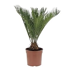 Kentis cycas revoluta usato  Spedito ovunque in Italia 