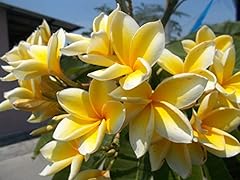 Tropical hawaiian yellow for sale  Delivered anywhere in USA 