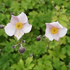 Blumixx stauden anemone gebraucht kaufen  Wird an jeden Ort in Deutschland