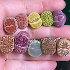 Lithops mix bunte gebraucht kaufen  Wird an jeden Ort in Deutschland