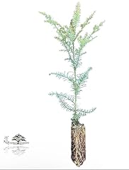Coast redwood tree for sale  Delivered anywhere in USA 