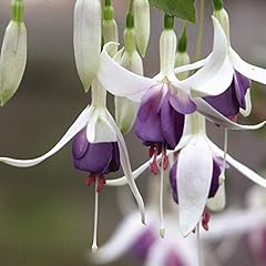 Fuchsia delta sarah for sale  Delivered anywhere in UK