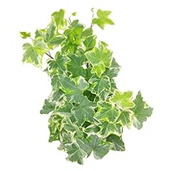 Golden english ivy for sale  Delivered anywhere in USA 