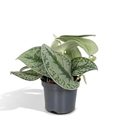 Green touch pothos gebraucht kaufen  Wird an jeden Ort in Deutschland