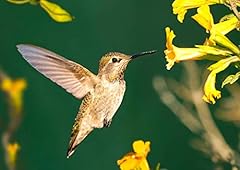 Anna hummingbird lenticular for sale  Delivered anywhere in USA 