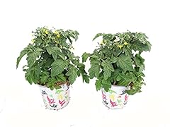 Usado, Pack 2 Mini Tomateras Plantas Naturales Árboles Frutales segunda mano  Se entrega en toda España 